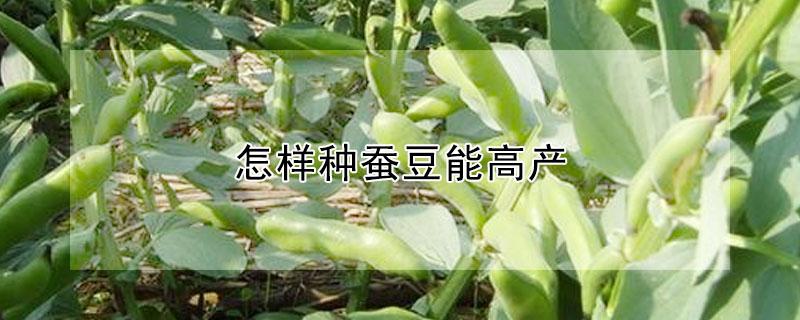 怎样种蚕豆能高产（蚕豆怎样种才能高产）