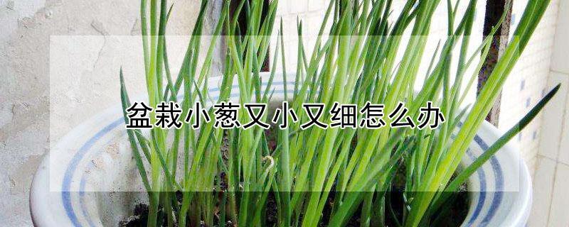盆栽小葱又小又细怎么办（种的小葱又细又小怎么办）