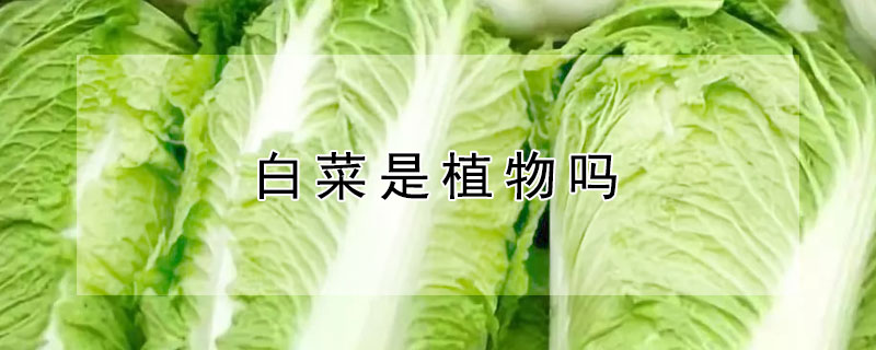 白菜是植物吗 白菜是不是草本植物