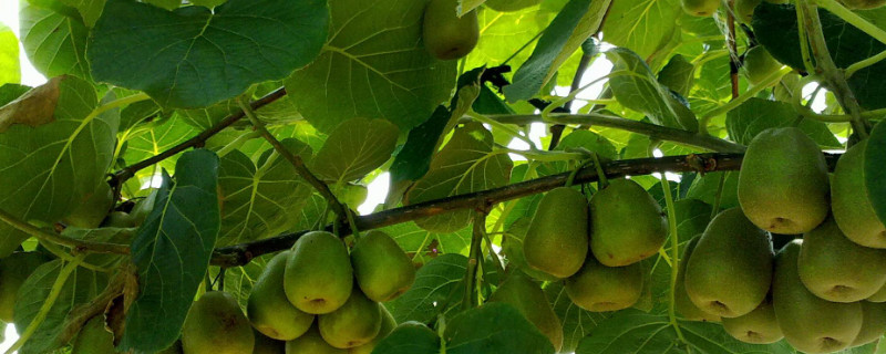 怎样嫁接弥猴桃嫩枝条（弥猴桃嫁接苗）