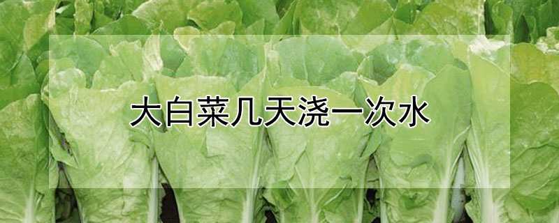 大白菜几天浇一次水（大白菜几天浇一次水?）