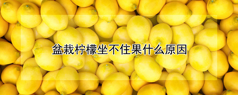盆栽柠檬坐不住果什么原因（盆栽柠檬不开花结果）