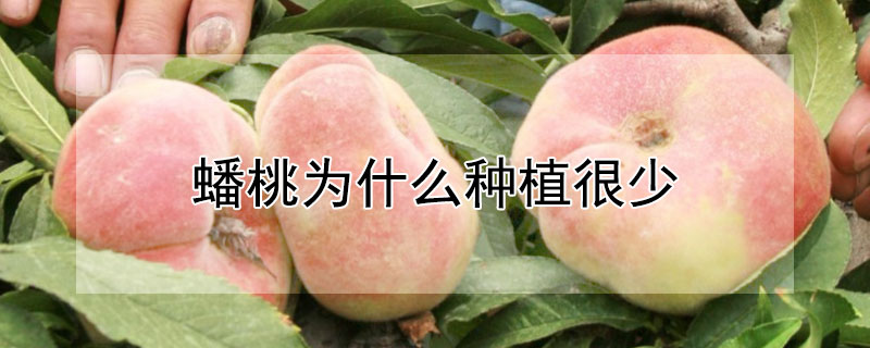 蟠桃为什么种植很少（蟠桃为什么种植很少结果）