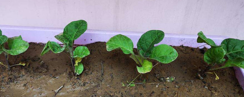 盆栽茄子怎么种植方法（盆栽茄子种植方法和时间）