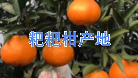 粑粑柑产地在哪里（粑粑柑产地在哪里啊）