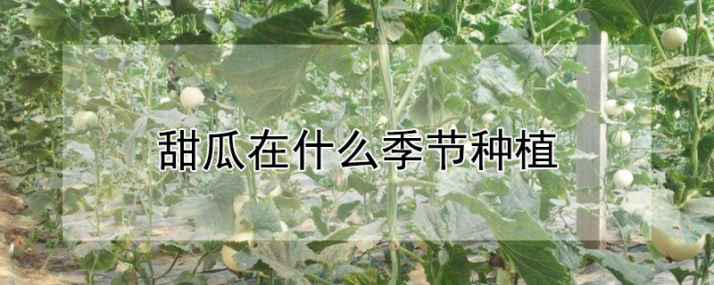 甜瓜在什么季节种植 甜瓜在什么季节种植最好