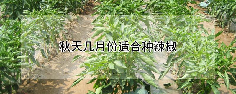 秋天几月份适合种辣椒（什么季节种辣椒）