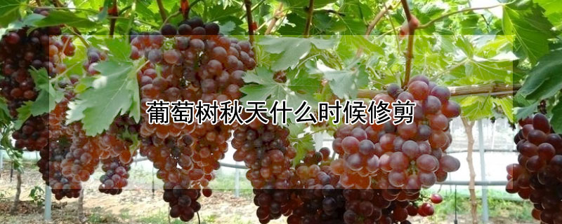 葡萄树秋天什么时候修剪 葡萄秋天什么时候剪枝
