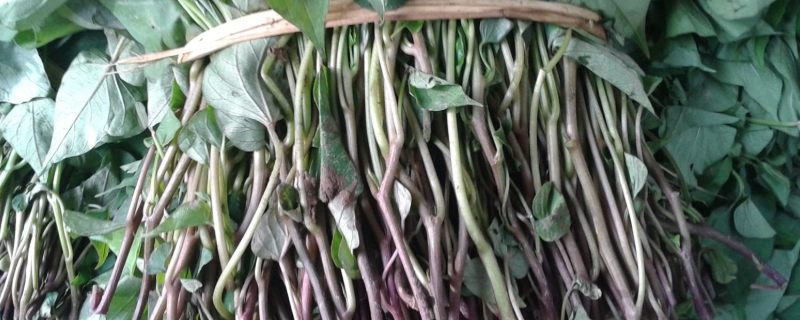 红薯剪苗怎么剪（如何剪红薯苗）