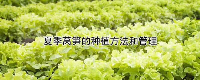 夏季莴笋的种植方法和管理（莴笋冬季栽培技术）
