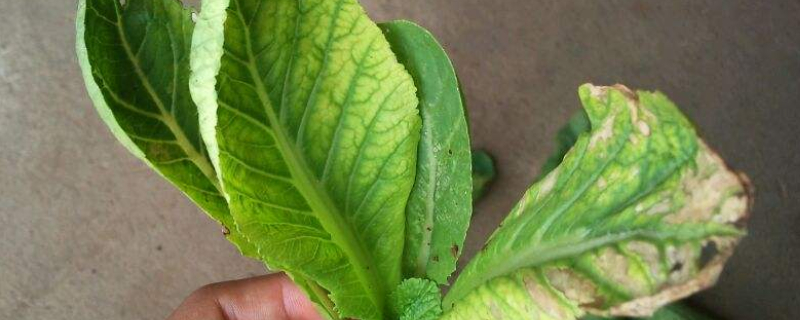 菜叶发黄怎么补救（菜叶发黄怎么补救措施）