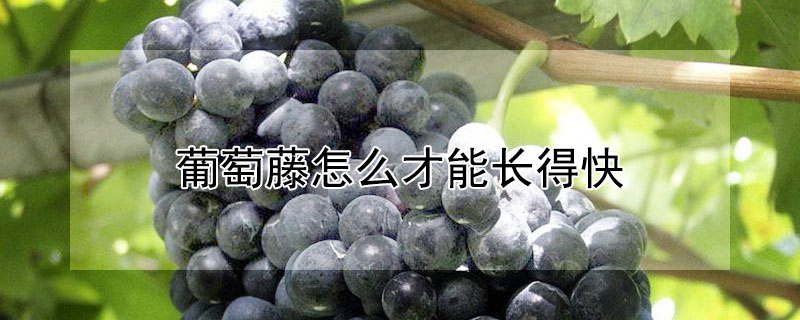葡萄藤怎么才能长得快 葡萄藤长得慢怎么办