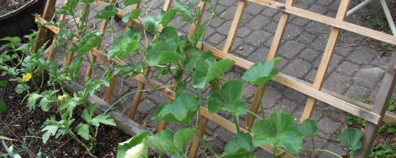 黄瓜苗什么时候可以搭架 黄瓜苗什么时候搭架子