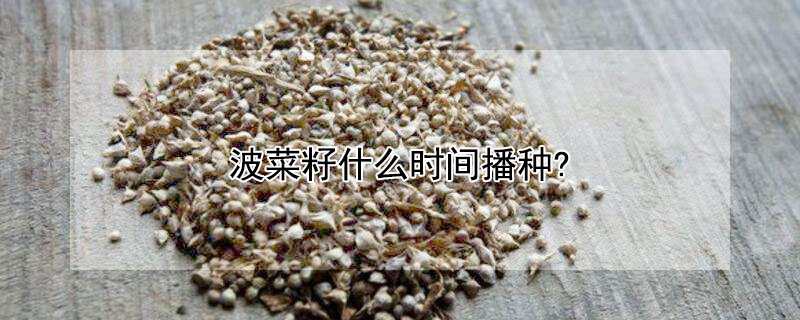 波菜籽什么时间播种?（波菜籽什么时间播种?多少度为宜）