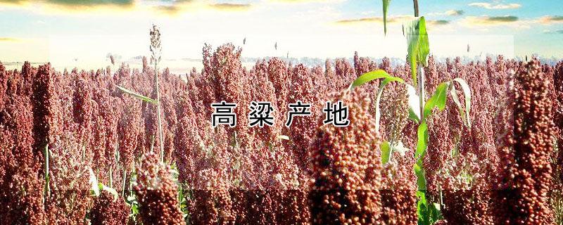 高粱产地 金门高粱产地