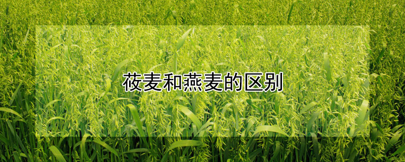 莜麦和燕麦的区别（莜麦和燕麦的区别是什么）