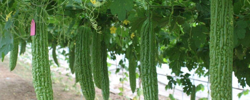 苦瓜从播种到收获多少天（苦瓜从播种到收获多少天了）