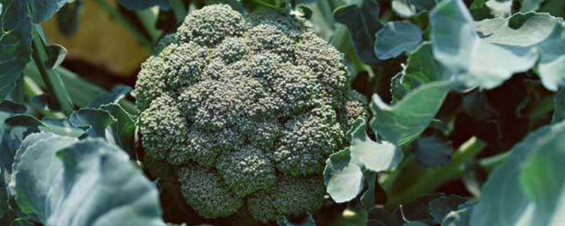 西兰花苗的种植方法 西兰花的种植方法和技术