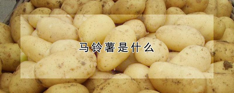 马铃薯是什么 马铃薯是什么时候传入中国的