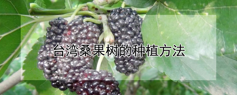 台湾桑果树的种植方法 台湾桑果树的种植方法和时间