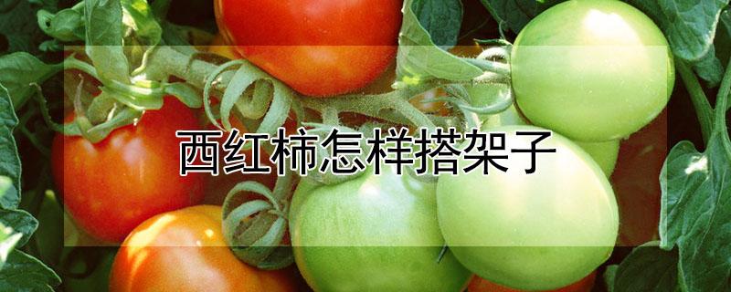 西红柿怎样搭架子 西红柿怎样搭架子剪枝