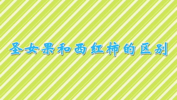 圣女果和西红柿的区别 圣女果和小番茄的区别