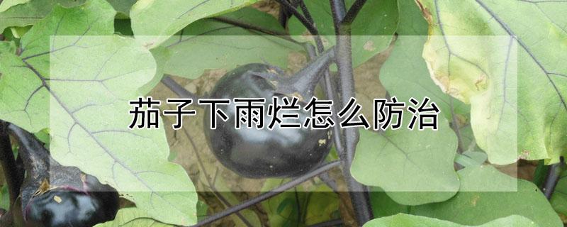 茄子下雨烂怎么防治（茄子下雨烂怎么防治视频）
