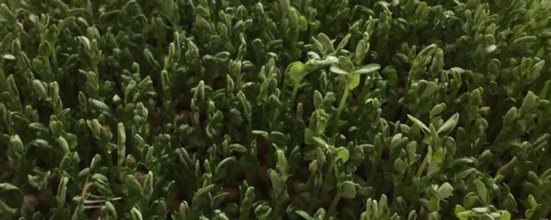 水培豌豆苗可以见光吗（豌豆苗能水培吗）