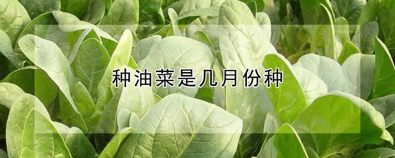 种油菜是几月份种（油菜栽种的月份）