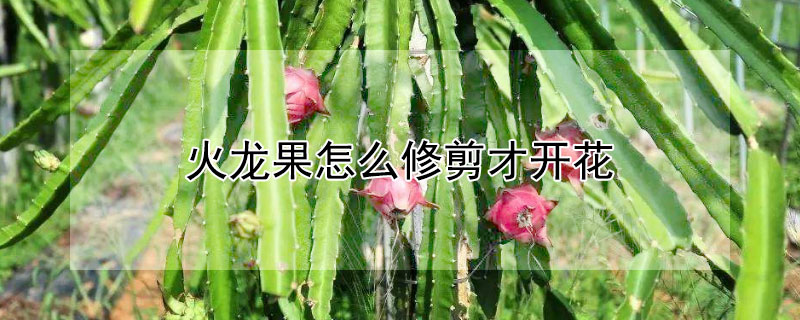 火龙果怎么修剪才开花 火龙果怎么修剪才开花图片