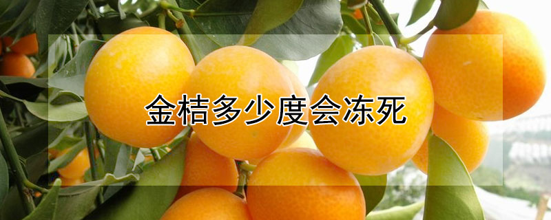 金桔多少度会冻死（金桔树多少度会被冻死）