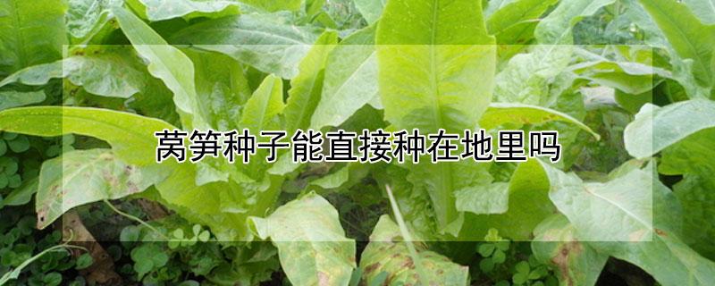莴笋种子能直接种在地里吗 莴笋种子能直接种在地里吗图片