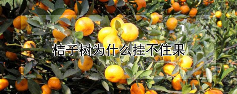 桔子树为什么挂不住果 桔子树挂不住果是怎么回事