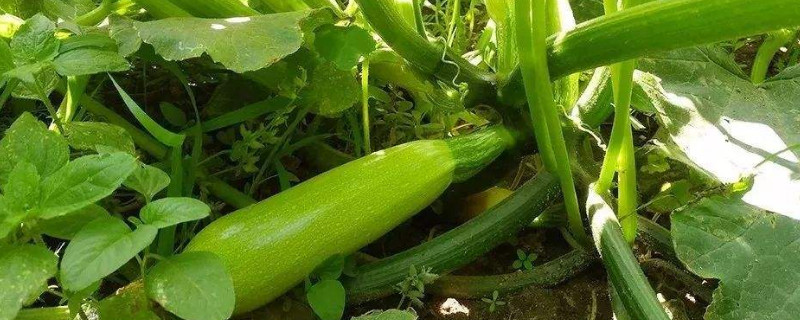 洋角瓜怎么种植（羊角瓜怎么栽培）