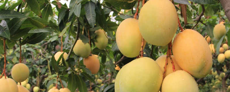 芒果如何保存（芒果如何保存一个月）