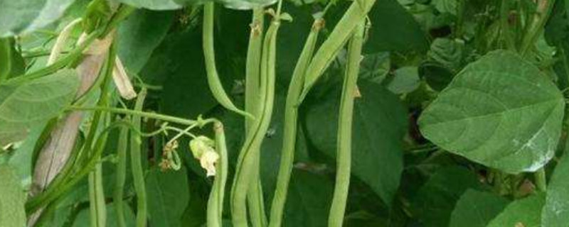 缸豆种植方法 缸豆种植方法史用什么肥