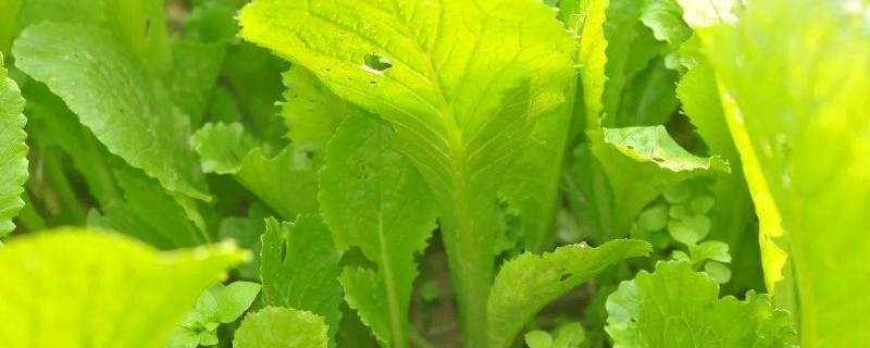 小白菜种太密了怎么移栽 小白菜种的太密了怎么办