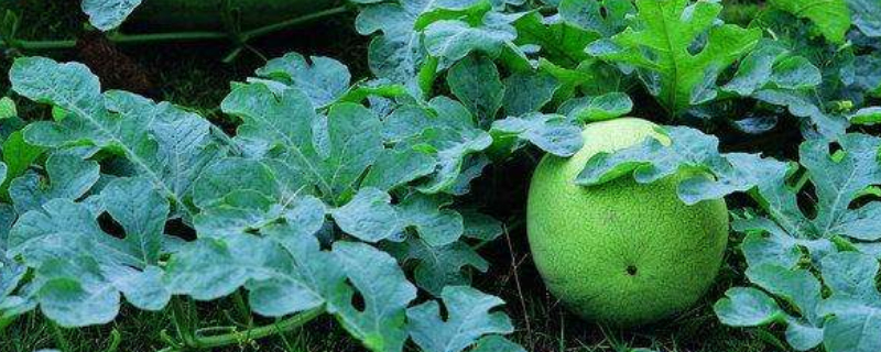 怎样让西瓜快速膨大（怎样让西瓜快速膨大呢）