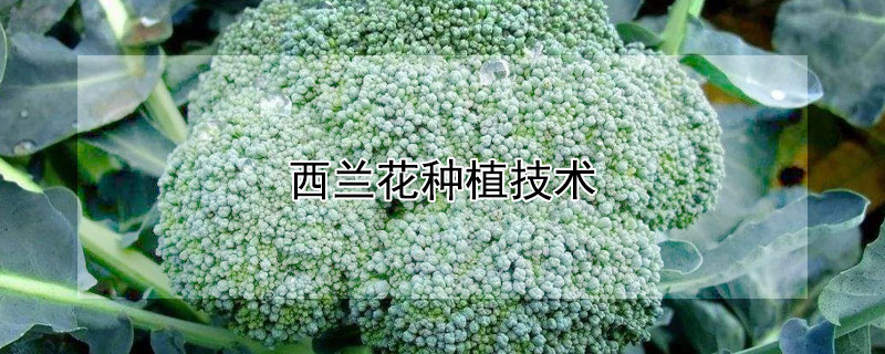 西兰花种植技术 西兰花种植技术和种植时间