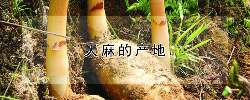 天麻的产地（天麻的产地有哪些地方）