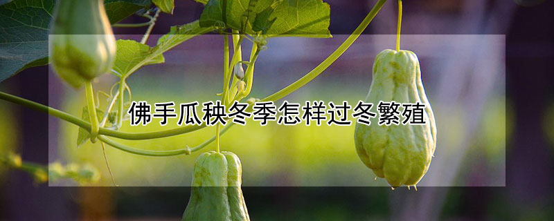 佛手瓜秧冬季怎样过冬繁殖 佛手瓜秧冬季怎样过冬繁殖的