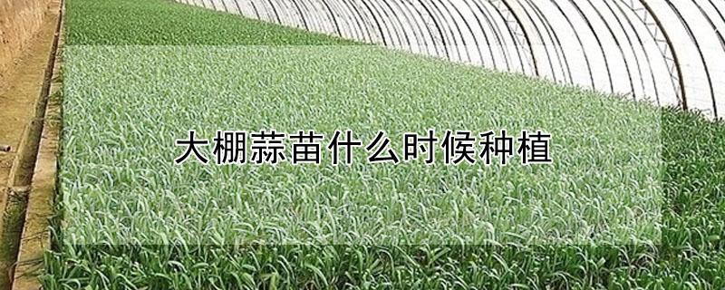 大棚蒜苗什么时候种植（大棚蒜苗什么时候种植最好）