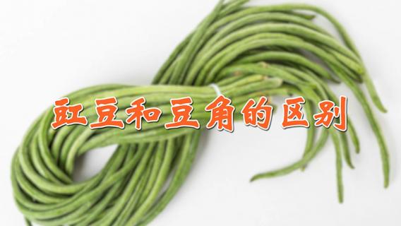 豇豆和豆角的区别（豇豆和豆角的区别在哪）