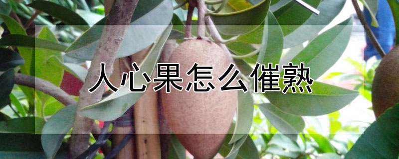 人心果怎么催熟 人心果怎么催熟?