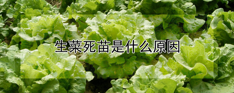 生菜死苗是什么原因 生菜死苗是什么原因造成的