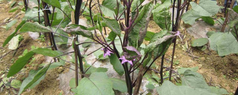 茄子叶苗期发黄怎回事 茄子苗叶子发黄咋回事