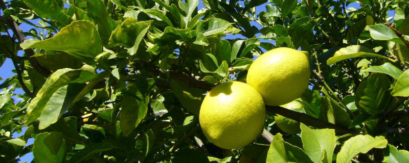 柠檬树掉果是什么原因 柠檬树落果是什么原因