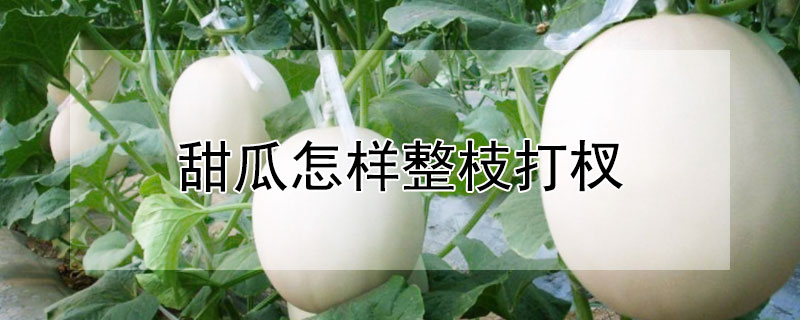 甜瓜怎样整枝打杈 甜瓜怎样整枝打杈留瓜好