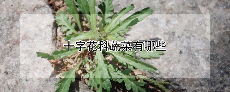 十字花科蔬菜有哪些（十字花科蔬菜有哪些菜）
