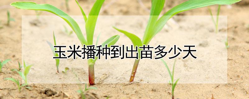 玉米播种到出苗多少天 玉米播种到出苗多少天结束